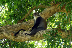 Frecher Affe im Baobab