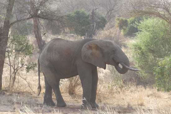 Elefanf Safari in kenia