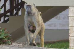Pavian im Baobab Resort